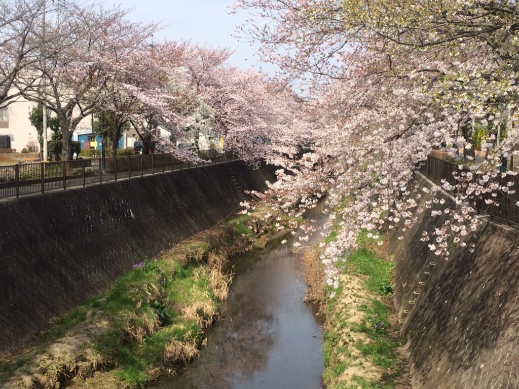 三沢川の桜?